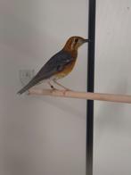 1-1 Dama lijsters, Dieren en Toebehoren, Meerdere dieren, Tropenvogel, Geringd