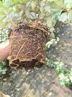 Olijfwilg haagplanten potgekweekt 40-60 cm, Ophalen of Verzenden, Overige soorten, Haag, Minder dan 100 cm