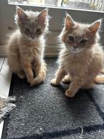 Te koop kittens Noorse boskat, Kater, Ontwormd, 0 tot 2 jaar