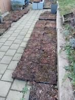 75 sedum cassettes voor groene daken, Tuin en Terras, Ophalen, Kunststof, Gebruikt, Overige typen