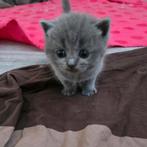 Nog 2 Britse korthaar kittens over. ras-zuiver, Dieren en Toebehoren, Katten en Kittens | Raskatten | Korthaar, Meerdere dieren