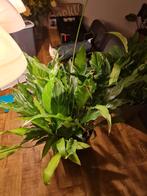 Lepelplanten, kamerplanten, Ophalen of Verzenden, Overige soorten, Minder dan 100 cm