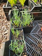 Allium senescens 'Glaucum', bio., Ophalen of Verzenden, Zomer, Overige soorten, Volle zon