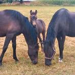 Te koop valk pre / andalusier hengstveulen, Dieren en Toebehoren, Paarden, Hengst, 0 tot 2 jaar