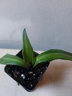 Tradescantia Rhoeo Spathacea Vittata, stek, Huis en Inrichting, Kamerplanten, Ophalen of Verzenden, Halfschaduw, Minder dan 100 cm