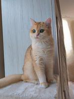 Britse luxe gesteriliseerd poes Black Golden shell, STAMBOOM, Dieren en Toebehoren, Katten en Kittens | Raskatten | Korthaar, Kater