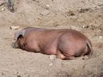 Te koop Husumer  Deense Duroc biggen. Borgjes, Dieren en Toebehoren, Mannelijk, Varken, 0 tot 2 jaar