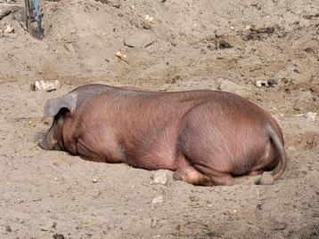 Te koop Husumer  Deense Duroc biggen. Borgjes  beschikbaar voor biedingen