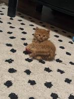 Siberische boskat kittens, Dieren en Toebehoren, Katten en Kittens | Raskatten | Korthaar, Meerdere dieren, Gechipt, 0 tot 2 jaar