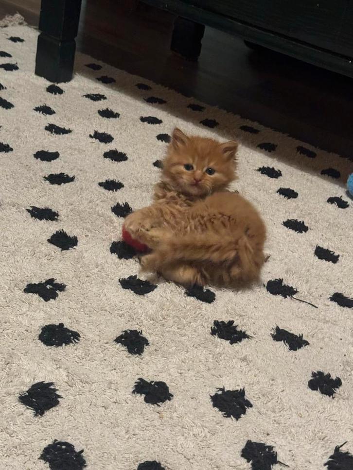 Siberische boskat kittens, Dieren en Toebehoren, Katten en Kittens | Raskatten | Korthaar, Meerdere dieren, 0 tot 2 jaar, Gechipt