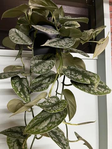 Scindapsus pictus ‘ Trebie’ beschikbaar voor biedingen