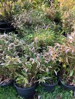 Bamboe met 2 kleuren blad , staat in de kuip dus zo meene, Ophalen, Bamboe, Struik, Minder dan 100 cm