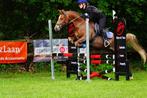 springpony allroundpony crosspony, Dieren en Toebehoren, Pony's, Ruin, Springpony, L, 11 jaar of ouder