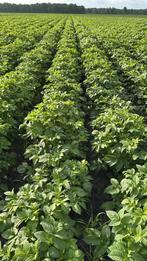 Te huur gevraagd landbouwgrond, Ophalen of Verzenden