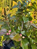 Camelia Japonica Dr. King. Vroege bloeier !, Ophalen, Minder dan 100 cm, Overige soorten, Lente