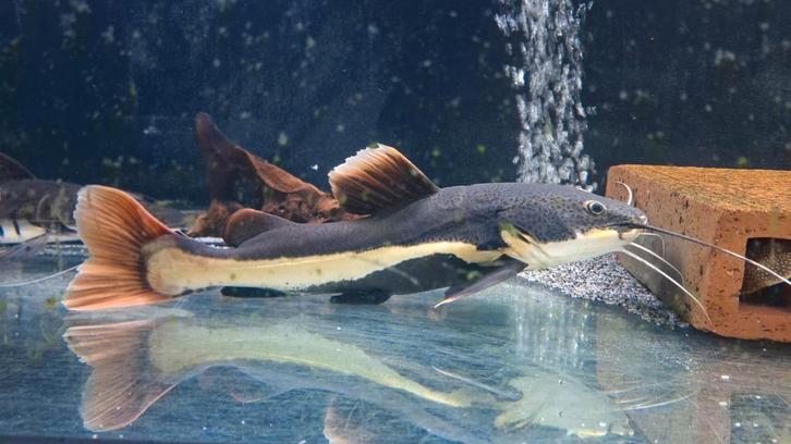 Redtail 40/45cm, Dieren en Toebehoren, Vissen | Aquariumvissen, Vis