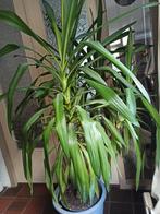 Grote, gezonde Yucca plant (170cm) - 15-20 jaar oud!, Ophalen