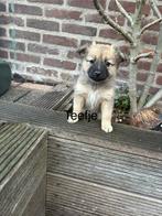 Wij mogen het nestje verlaten, 8 tot 15 weken, Meerdere, Meerdere dieren, Chihuahua