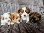 Mooie Shih Tzu / Maltipoo pups!, Rabiës (hondsdolheid), Overige rassen, 8 tot 15 weken, Meerdere