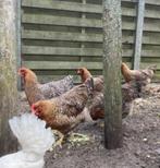 Bielefelder hennen, Dieren en Toebehoren, Vrouwelijk, Kip