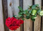 Rode Klimroos - Prachtige bloemen voor uw tuin!, Ophalen, Volle zon, Vaste plant, Klimplanten