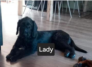 Twee ontzettend lieve pups  beschikbaar voor biedingen