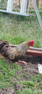 Gratis Krielhaan zoekt goed tehuis, Dieren en Toebehoren, Pluimvee, Mannelijk, Kip