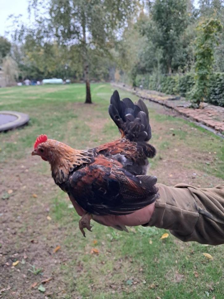 Serama haantje, Dieren en Toebehoren, Pluimvee, Kip, Mannelijk