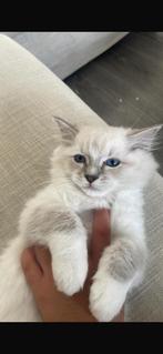 Ragdoll katertje +Stamboom, Kater