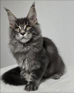 Maine Coon Aron male Aldona's Gift *PL, Dieren en Toebehoren, Katten en Kittens | Raskatten | Langhaar, Kater, Ontwormd