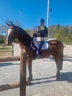 Fijn recreatiepaard/ sport, Dieren en Toebehoren, Paarden, Merrie, Gechipt, 170 tot 175 cm, 11 jaar of ouder