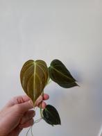 Philodendron melanochrysum stek, Huis en Inrichting, Kamerplanten, Ophalen of Verzenden, Overige soorten, Minder dan 100 cm
