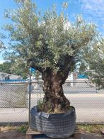 Aanbieding bonsai olijfboom XXXL, Tuin en Terras, Planten | Bomen, Lente, 100 tot 250 cm, Olijfboom, Ophalen