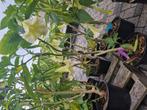Mooie witte brugmansia te koop., Ophalen, Minder dan 100 cm, Overige soorten, Zomer