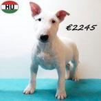 Mini bull terrier pups, reutjes, Dieren en Toebehoren, Honden | Jack Russells en Terriërs, Bull Terriër, 15 weken tot 1 jaar, Buitenland