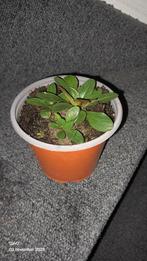 Teunisbloem met gele bloemen - Nu planten!, Tuin en Terras, Planten | Tuinplanten, Ophalen, Bodembedekkers, Vaste plant, Halfschaduw