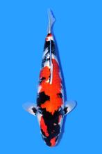 HQ showa female nisai NEW collection HEESCHKOI, Karper of Koi