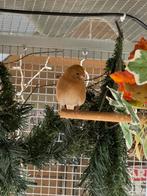 Kleine bruine barmsijs pop, Dieren en Toebehoren, Vogels | Overige Vogels, Vrouwelijk, Wildzangvogel, Geringd