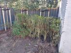 Gratis 5-6m liguster haag in Son - uitgegraven, Ophalen, Liguster, Haag, 100 tot 250 cm