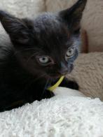 Kittens te koop, Dieren en Toebehoren, Katten en Kittens | Raskatten | Korthaar, Meerdere dieren, Ontwormd