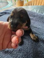 Prachtige dwergteckel pups! Nog 1 Reu beschikbaar, Rabiës (hondsdolheid), 8 tot 15 weken, Dwerg, Meerdere