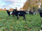 Dekbok, Dieren en Toebehoren, Mannelijk, Schaap