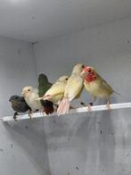 Lutino/ bonte roodkop papagaai amadines, Dieren en Toebehoren, Vogels | Overige Vogels, Meerdere dieren, Tropenvogel