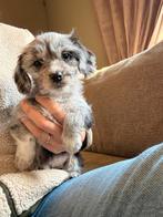 Teckel x boomer pups de laatste, Overige rassen, CDV (hondenziekte), 8 tot 15 weken, Meerdere