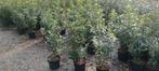 Prunus lusitanica angustifolia, Ophalen