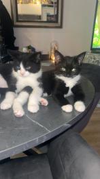 2 kittens te koop 17apr, Dieren en Toebehoren, Katten en Kittens | Overige Katten, Meerdere dieren, Kortharig, 0 tot 2 jaar