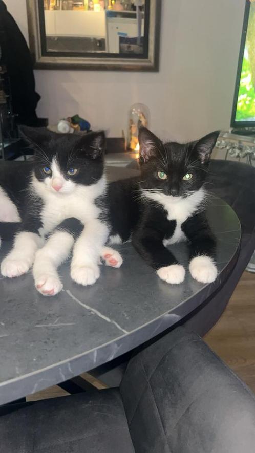 2 kittens te koop 17apr, Dieren en Toebehoren, Katten en Kittens | Overige Katten, Kortharig, Meerdere dieren, 0 tot 2 jaar