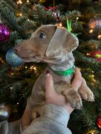 Superknappe Isabel dwergteckel pups, CDV (hondenziekte), 8 tot 15 weken, Korthaar, Dwerg