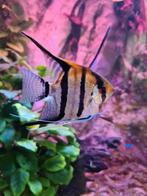 Redback maanvissen, Dieren en Toebehoren, Vissen | Aquariumvissen, Vis