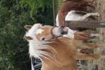 leuke, kleinschalige stalling aangeboden, Dieren en Toebehoren, Stalling en Weidegang, Weidegang, 4 paarden of pony's of meer
